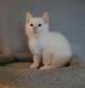 Munchkin Cats for sale in Louisville, Kentucky. price: $550