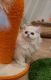 Munchkin Cats for sale in Chino, CA, USA. price: $1,900