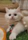 Munchkin Cats for sale in Chino, CA, USA. price: $3,600