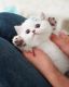 Munchkin Cats for sale in Los Angeles, California. price: $700
