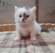 Munchkin Cats for sale in Chicago, Illinois. price: NA