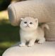 Munchkin Cats for sale in Houston, Texas. price: $550