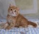 Munchkin Cats for sale in Los Angeles, California. price: $520