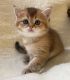 Munchkin Cats for sale in Toronto, Ontario. price: $600