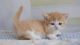 Munchkin Cats for sale in Chicago, Illinois. price: $480