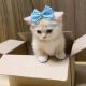 Munchkin Cats for sale in Raleigh, North Carolina. price: NA