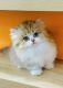 Munchkin Cats for sale in Chino, CA, USA. price: $4,500