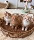 Munchkin Cats for sale in New York City, New York. price: $450