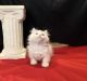 Munchkin Cats for sale in Fayetteville, Ohio. price: $2,000
