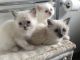 Munchkin Cats for sale in Austin, TX, USA. price: NA