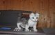 Munchkin Cats for sale in Worcester, MA, USA. price: $400