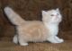 Munchkin Cats for sale in Worcester, MA, USA. price: $400