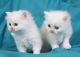 Munchkin Cats for sale in Delaware, AR 72835, USA. price: NA