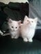 Stunning lovely Munchkin kittens.