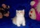 Munchkin Cats for sale in Québec City, QC, Canada. price: $400