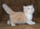 Munchkin Cats for sale in Las Vegas, NV, USA. price: NA