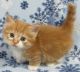Outstanding Munchkin Kittens available,