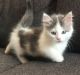 Munchkin Cats for sale in New York, NY, USA. price: $500