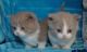 Munchkin Cats for sale in Wichita, KS 67216, USA. price: NA