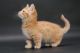 Munchkin Cats for sale in Charleston, WV, USA. price: $350