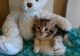 Munchkin Cats for sale in Little Rock, AR 72205, USA. price: NA