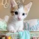 Gorgeous Cream Point Munchkin Male Kitten