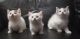 Munchkin Cats for sale in Benton Harbor, MI, USA. price: NA