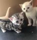 Munchkin Cats for sale in New York, NY, USA. price: $400
