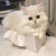Munchkin Cats for sale in Little Rock, AR, USA. price: NA