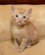 Munchkin Cats for sale in Charleston, WV, USA. price: $400