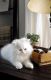 Munchkin Cats for sale in Fort Smith, AR, USA. price: NA