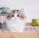 Munchkin Cats for sale in New York, NY, USA. price: $800
