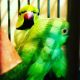 Mustached Parakeet Birds for sale in Westerville, OH, USA. price: $800