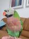 Mustached Parakeet Birds for sale in DeBary, FL 32713, USA. price: $1,300