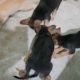 Native American Indian Dog Puppies