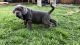 Neapolitan Mastiff Puppies for sale in Cincinnati, OH 45223, USA. price: NA