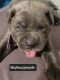 Mastiff puppies are here bday 4-13-22 ready to go home jun 22-june 29
