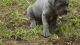 Neapolitan Mastiff Puppies for sale in Birmingham, AL, USA. price: NA