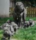 Neapolitan Mastiff Puppies for sale in Montgomery, AL, USA. price: NA