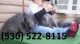 Neapolitan Mastiff Puppies for sale in Montgomery, AL, USA. price: NA