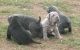 Neapolitan Mastiff Puppies for sale in Jacksonville, FL, USA. price: NA