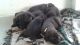 Neapolitan Mastiff Puppies for sale in Spring Hill, FL, USA. price: NA