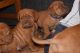Neapolitan Mastiff Puppies for sale in Florida City, FL, USA. price: NA
