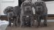 Neapolitan Mastiff Puppies for sale in San Jose, CA, USA. price: NA