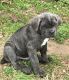 Neapolitan Mastiff Puppies for sale in Calabasas, CA, USA. price: NA