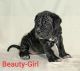 Neapolitan Mastiff Puppies for sale in Bellflower, CA 90706, USA. price: NA