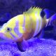 Neolamprologus multifasciatus Fishes for sale in Salt Lake City, UT, USA. price: NA