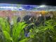 Neon Tetra Fishes