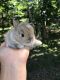 Netherland Dwarf rabbit Rabbits for sale in Monmouth County, NJ, USA. price: $600