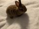 Netherland Dwarf rabbit Rabbits for sale in Chase Mills, NY 13621, USA. price: $50